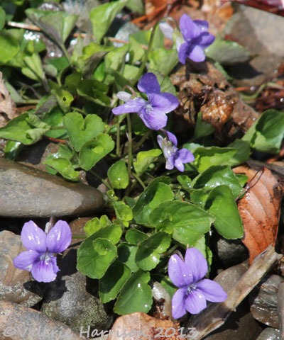 [15-violets%255B2%255D.jpg]