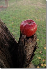 day 3 apple 018