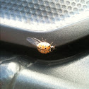 Eyed ladybird
