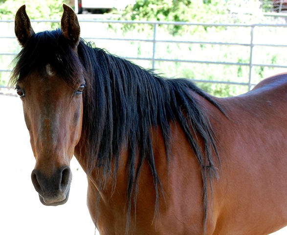 [horses2011352.jpg]