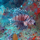 MaloloPinnacleDives MaloloPinnacleDives