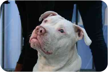 Chumani - Red Hook Dog Rescue- Brooklyn, N.Y.This amazing and sweet pooch is both blind and deaf. She loves people and other dogs. (See the end of the post for Chumani's adoption info.)