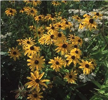 [black_eyed_susan%255B7%255D.jpg]