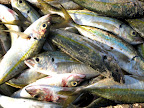 pesce