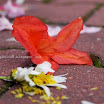 phoca_thumb_l_DSC02266.JPG