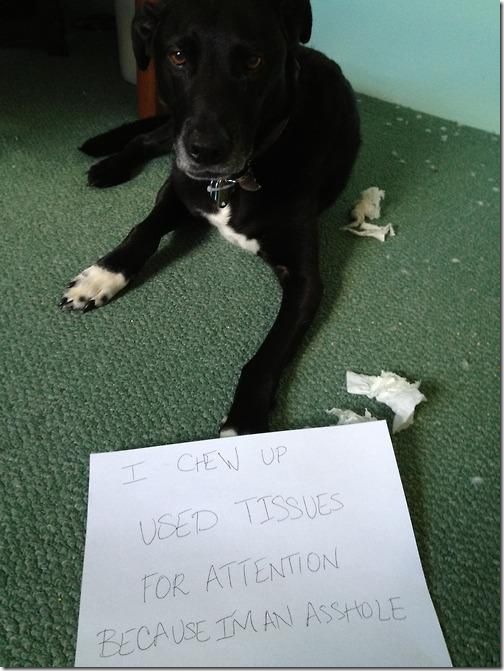 dog-shaming-bad-39