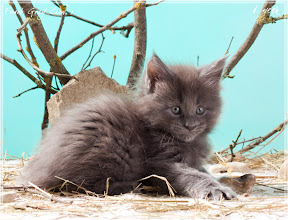 Фото котенка мейн-кун Frant возраст 6 недель | Питомник Grey Claw`s