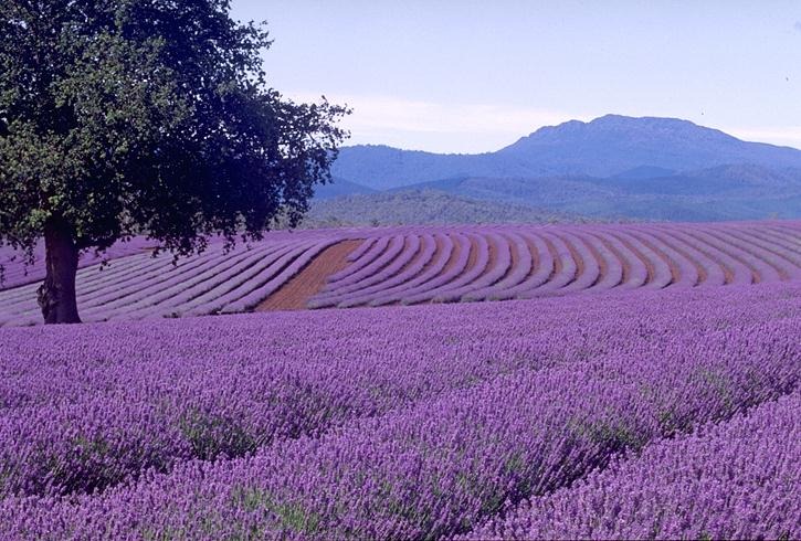 [lavandas%2520en%2520flor%255B2%255D.jpg]