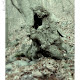 This is a view of the hollowed out tree I would play in.  The hole in the middle was my window to the creek.