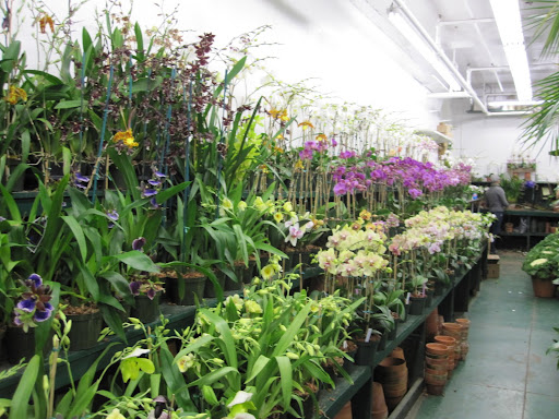 Making my way to the orchid selection.