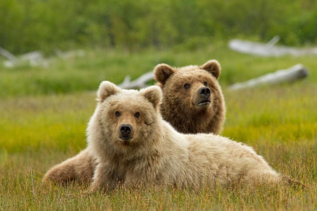 A teenage bear rests next to her mother, in the meadows of Katmai National Park, Alaska.

©Disneynature