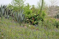 Matagorda Birding Center 20138