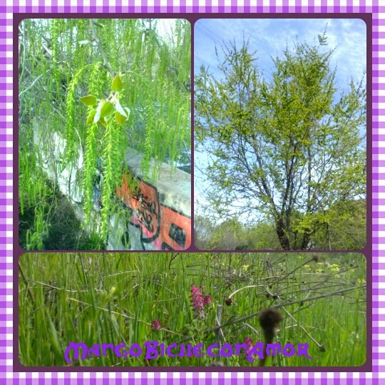 Mi cielo en primavera Mejorada del Campo - MANGO BICHE. Pensamiento