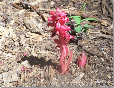 red flower among desert