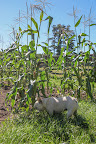 Oh, Franny, we've had so many problems with the corn patch this season. First the crows ripped out so many plants and then the raccoons showed up and ate many, many ears of corn. Oh, Franny, we've had so many problems with the corn patch this season. First the crows ripped out so many plants and then the raccoons showed up and ate many, many ears of corn.