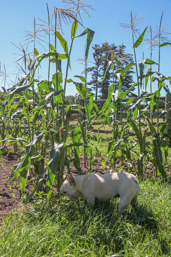 Oh, Franny, we've had so many problems with the corn patch this season.  First the crows ripped out so many plants and then the raccoons showed up and ate many, many ears of corn.
