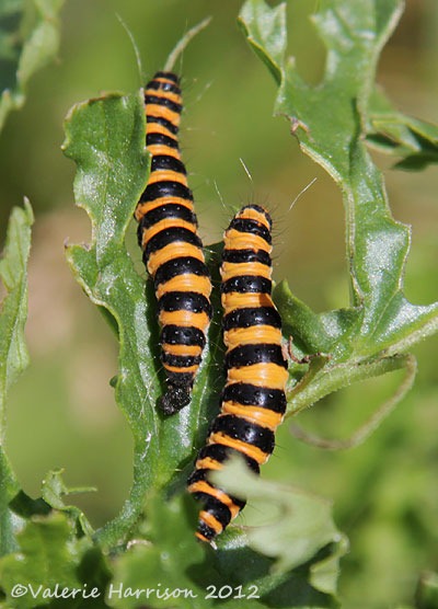 [36-Cinnabar-caterpillars%255B2%255D.jpg]