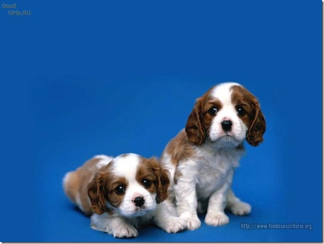 fotos de perritos imagenesifotos.blogspot (1)