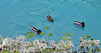 Ducks