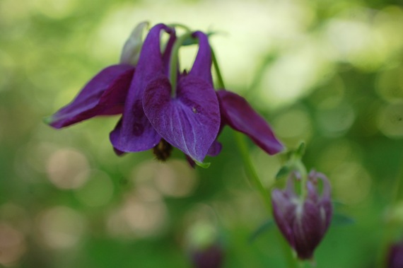 [1FLOWERSCOLUMBINE102.jpg]