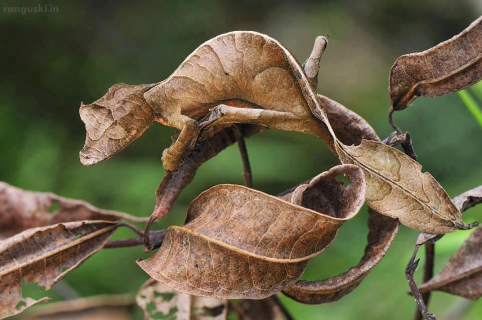 [the-Satanic-Leaf-Tailed-Gecko-is-a-s%255B1%255D.jpg]