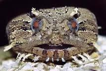 [frogfish2011%255B3%255D.jpg]