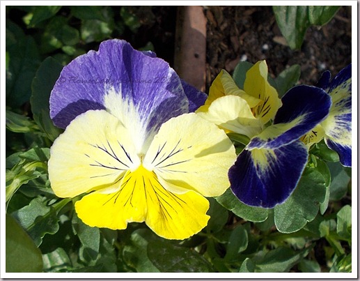 03-31-pansies