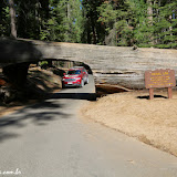 Tunnel Log -   Giant Forest -  Sequoia e Kings Canyon NP, California. EUA