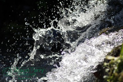 Trengwainton Gardens-10.jpg