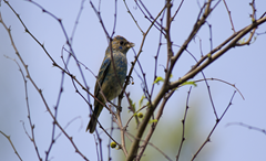 Indigo Bunting Female Quintana Indigo Bunting Female Quintana