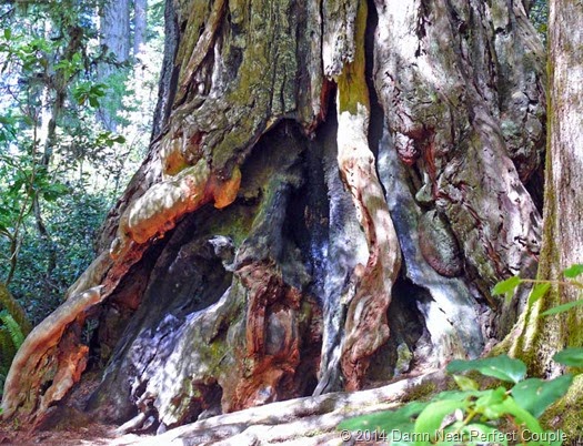 Redwood Roots