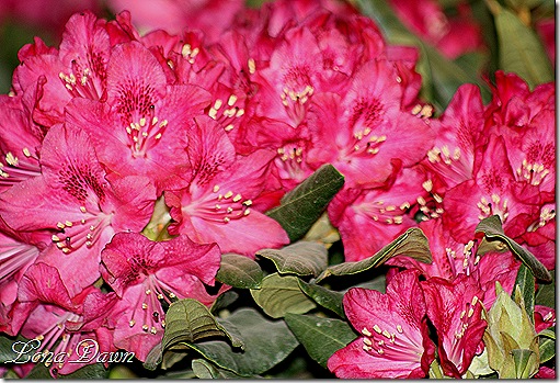 Rhododendron_Red2