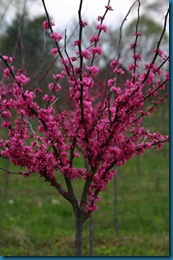 Appalachian Redbud