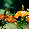 20070614030-1.jpg