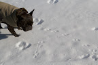 Studying Animal Tracks