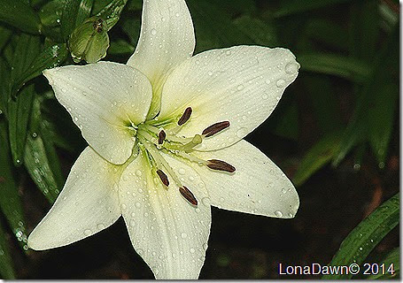 Lily Oriental White