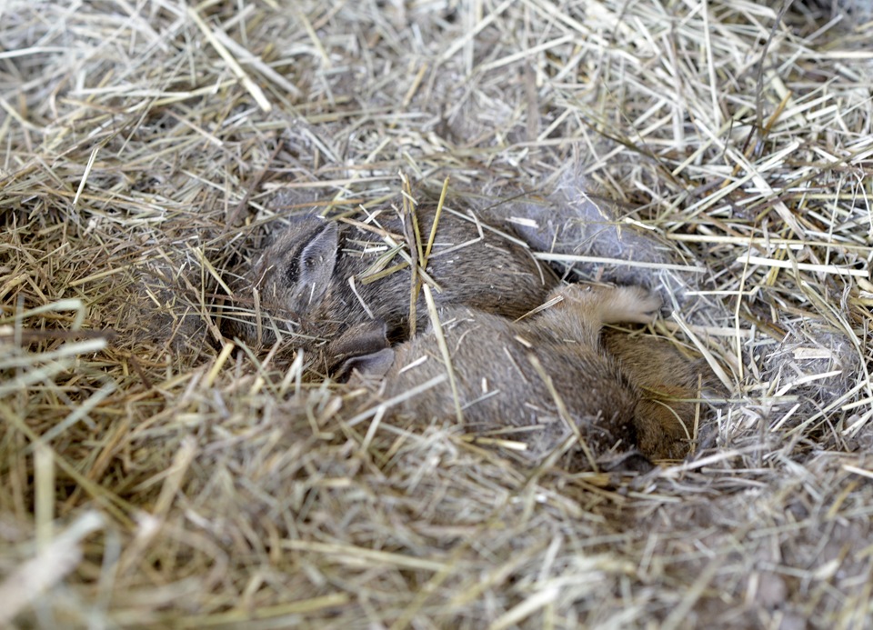 [spring%2520-baby%2520rabbits%2520034%2520FB%255B5%255D.jpg]