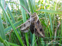 zmrocznik wilczomleczek