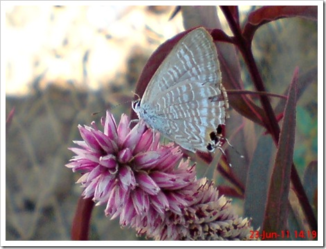 The Peablue, Pea Blue, or Long-tailed Blue (Lampides boeticus) 5