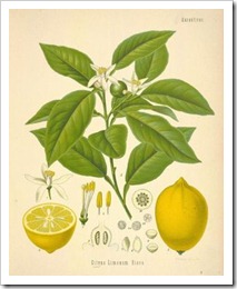 lemon4