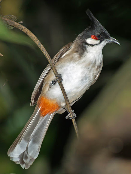 Spotting Image 1