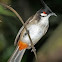 Red-whiskered Bulbul