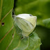 P1060121