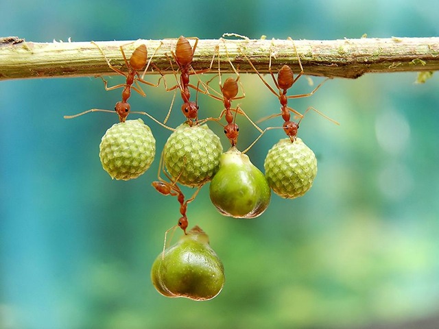 [smithsonian-photo-contest-naturalworld-bird-ants-eating-acrobats-eko-adiyanto%255B2%255D.jpg]