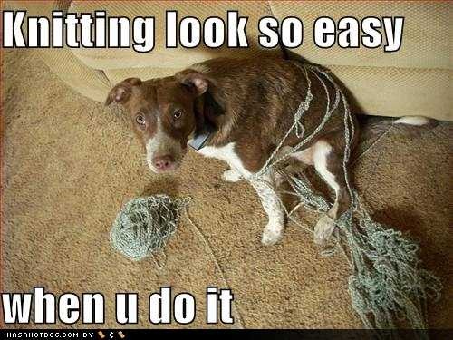 [funny-dog-pictures-knitting-look-so-%255B2%255D.jpg]