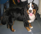 A Bernese Mountain Dog shows of his beautiful colors.