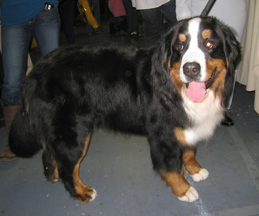 A Bernese Mountain Dog shows of his beautiful colors.