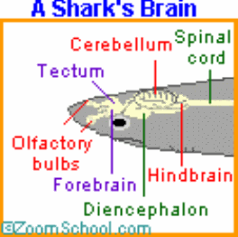 Sharks-Olfactory lobes