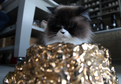 Oh, wow!!!  Was that ever good!  Not only a gilded bowl, I'm envisioning one that's also encrusted with precious jewels!  Cats should also be treated like royalty!  In ancient Egypt, after all, felines were worshiped as gods!