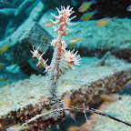 Ghostpipe fish
